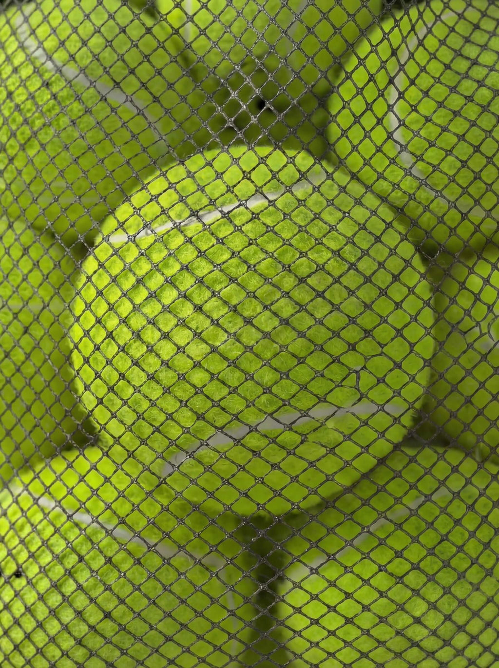 12-Pack Tennis Balls with Mesh Carry Bag